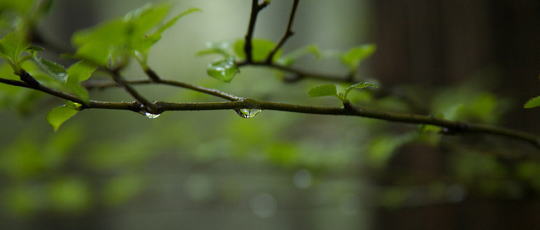 樹木と雫