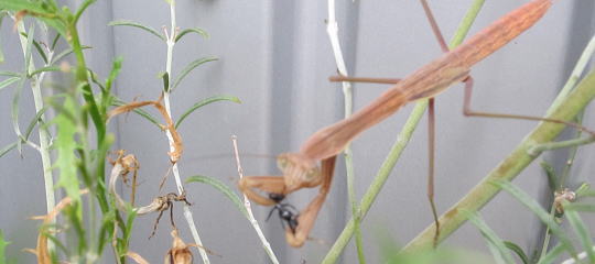 食す蟷螂と食される蟻のイメージ
