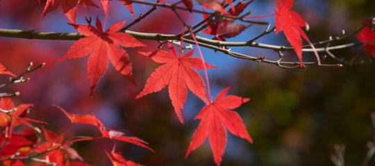 紅葉写真