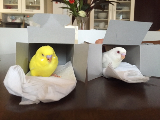セキセイインコがやってきたのイメージ