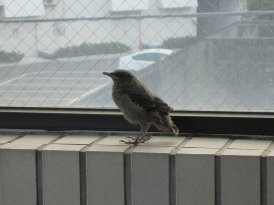 イソヒヨドリの雛が遊びに来た－鳥の話のイメージ