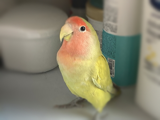 雌でしたのイメージ