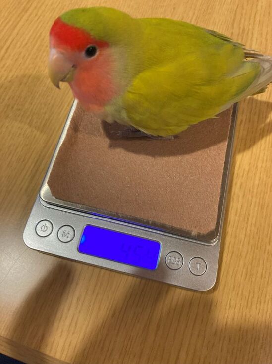 体重測定のイメージ