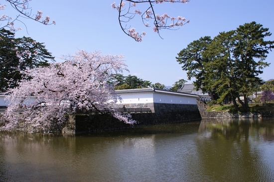 小田原でも桜咲くのイメージ