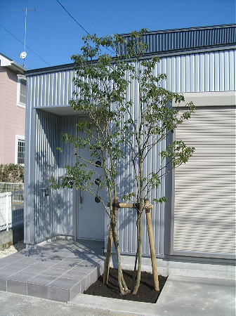 樹木を植えてみるのイメージ
