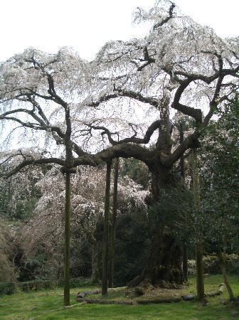 小田原　長興山の枝垂桜