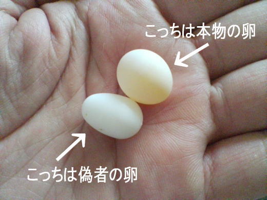イアンではなくのイメージ