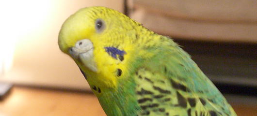 怒涛の週末と癒しのインコのイメージ
