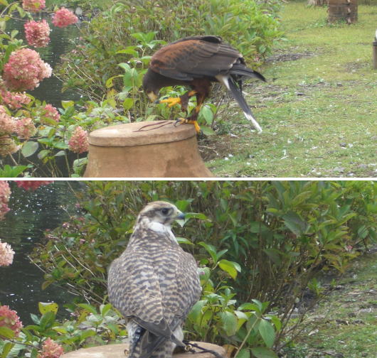 富士花鳥園に行ってきたのイメージ