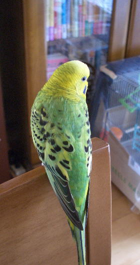 セキセイインコの蒼　2010