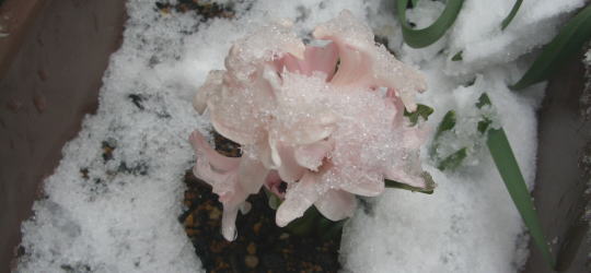 雪に埋もれる花