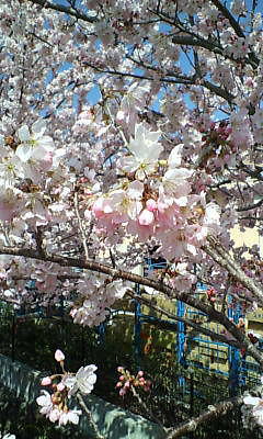 桜の午後のイメージ