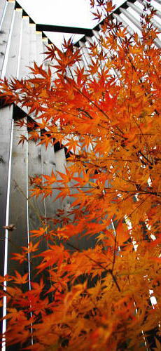 北庭を愛でる家　山紅葉