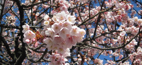 2011年2月、熱海の桜