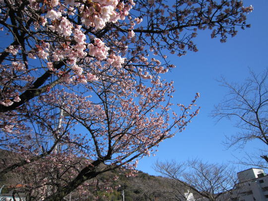 2011年2月、熱海の桜