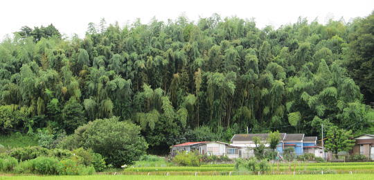 計画地西側の風景