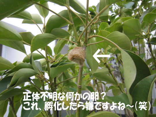 何かの卵？