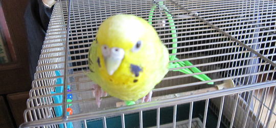 セキセイインコは発情中のイメージ