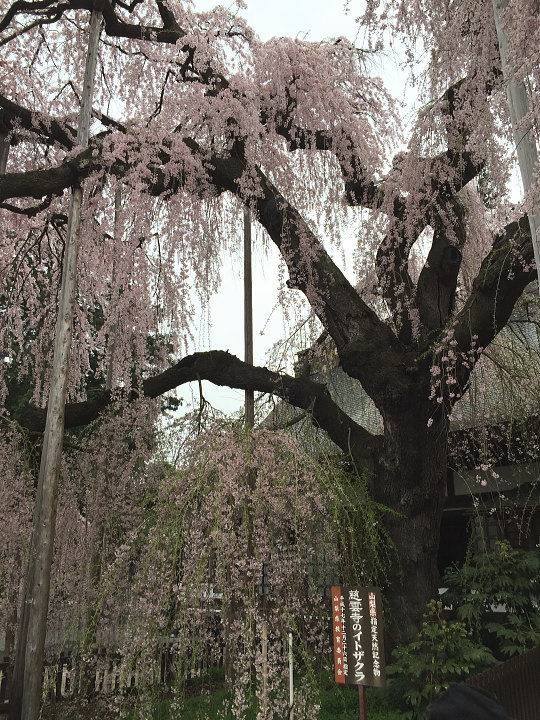 しだれ桜