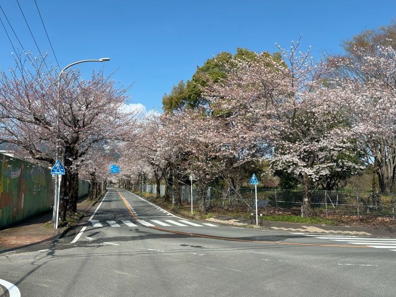 小田原の桜の様子のイメージ
