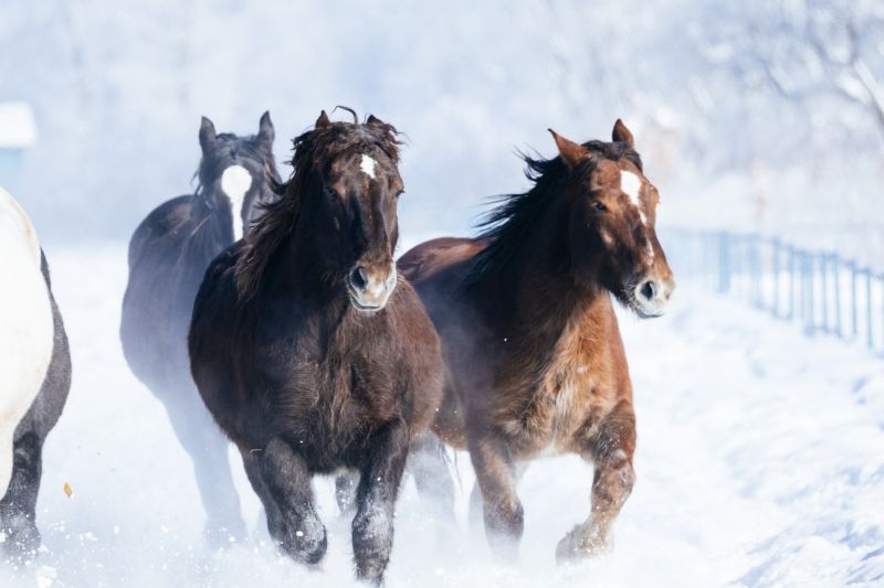 あけましておめでとうございますのイメージ
