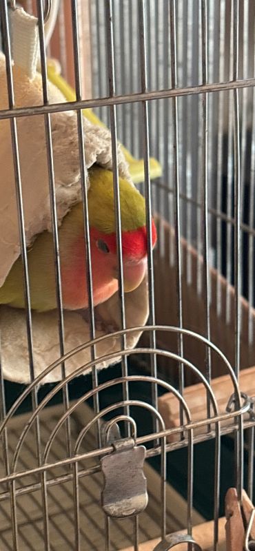 ずっと見ていられる――変な寝かたをするコザクラインコのイメージ