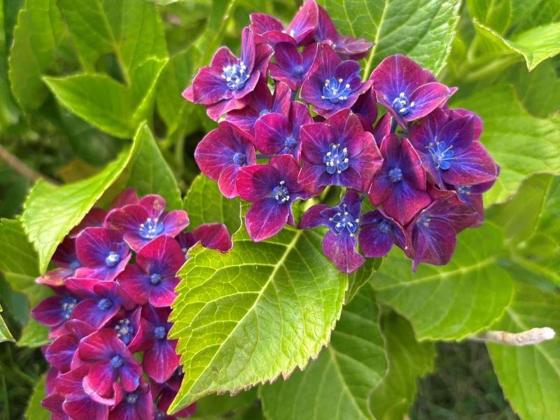 玄関先の紫陽花が教えてくれる季節の移ろいのイメージ