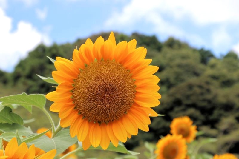 夏季休暇を終えてのイメージ